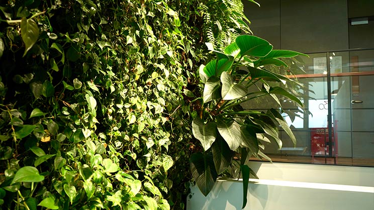 Green Plants