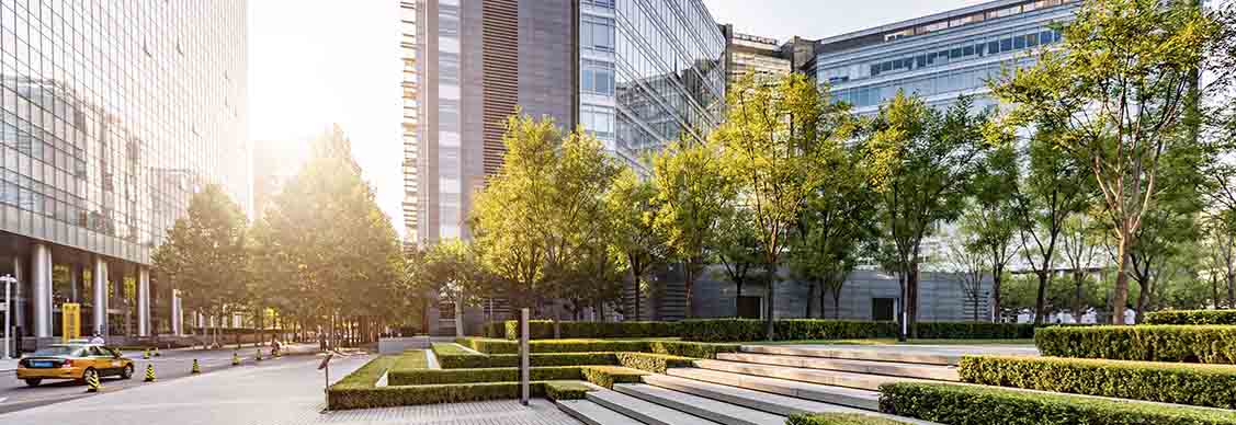 trees and buildings