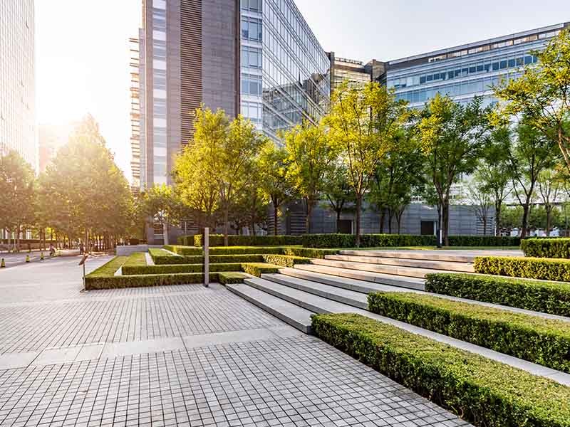 trees and buildings