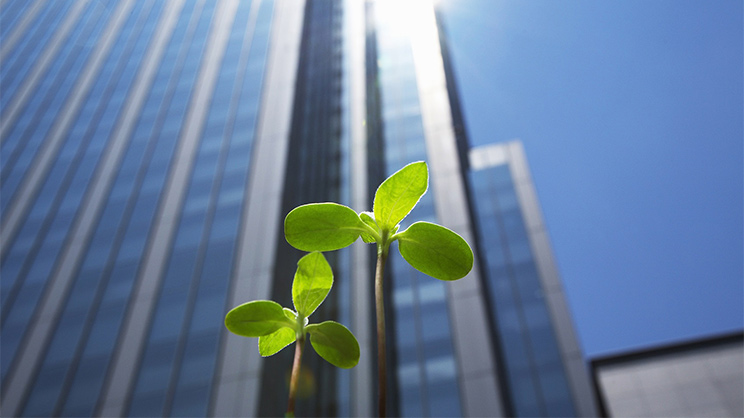 Sapling near buildings