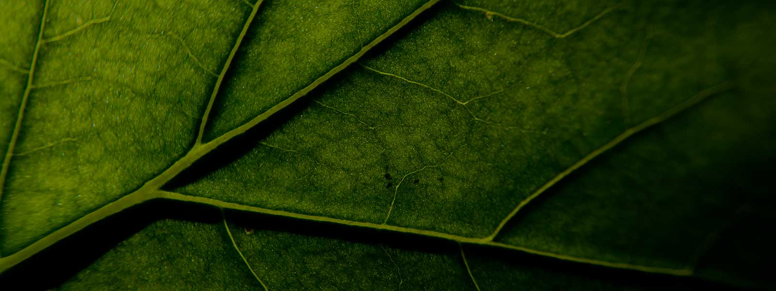 A leaf zoomed in