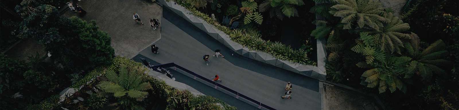 People walking on a bridge covered with tress.