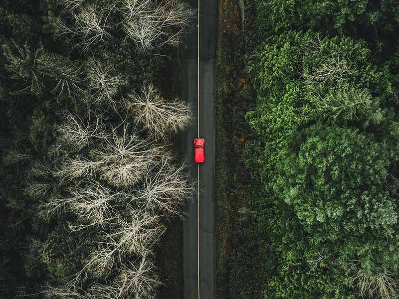 car on a dense forest