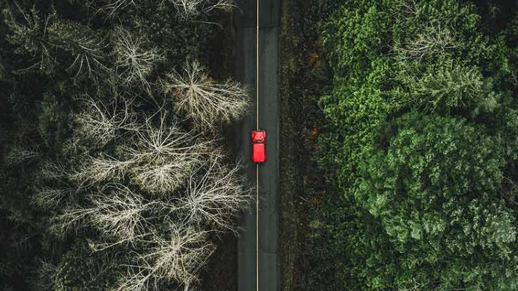 car on a dense forest
