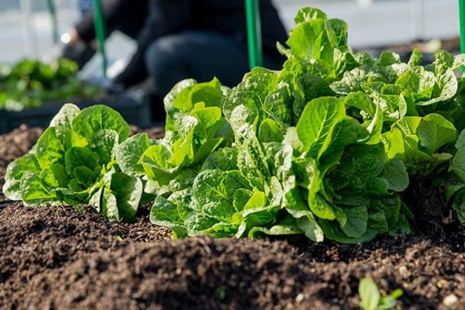 Making urban farming more sustainable in Hong Kong