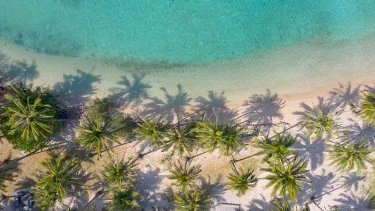 Beach with palm trees